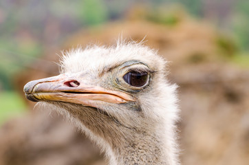 Ostrich bird head and neck front portrait in the park´s Cabarceno (Spain)