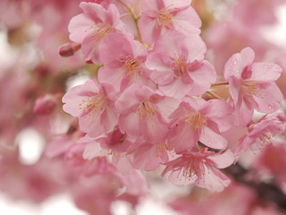 雨滴を纏った早咲き桜