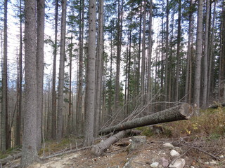 Tatrzański Park Narodowy - szlak Psia Trawka
