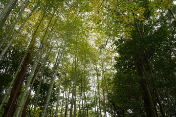 京都_南禅寺天授庵