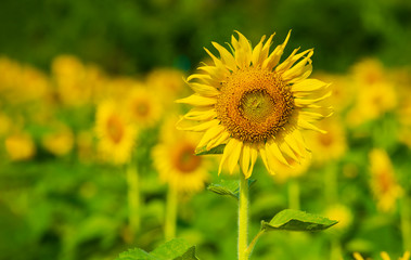 Beautiful landscape with sunflower field over cloudy blue sky.  Sun flower against a blue sky