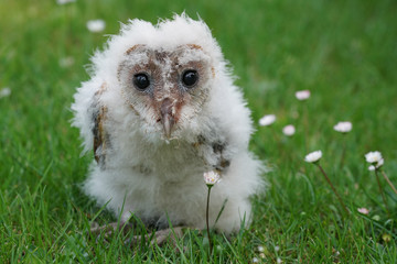 junge Schleiereule mit Gänseblümchen als süßes Tierbaby auf einer Wiese. Tyto alba