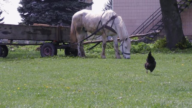 Grey horse and Hens feeding on a farm