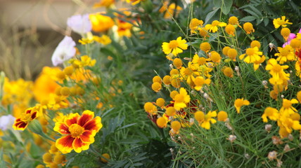 Fototapeta premium 秋の花々