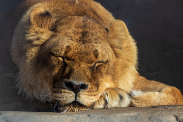 Fototapeta na wymiar The lion sleeps and warms up in the sun. The concept of tranquility, appeasement and relaxation. 