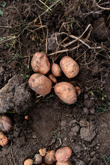 Harvesting large potatoes.