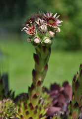 Hauswurz im Garten