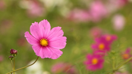 Fototapeta premium コスモス