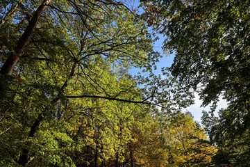 Obraz premium Beech tree with colourful leaves in autumn