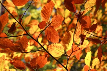 European Beech tree with colourful leaves in autumn