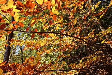 European Beech tree with colourful leaves in autumn