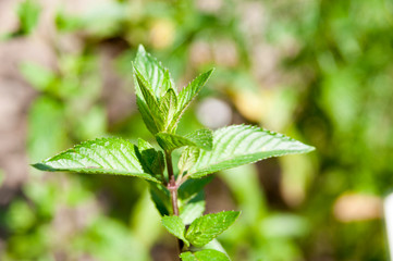 Peppermint (Mentha × piperita) plant, a cross between watermint and spearmint. © Harald Walker