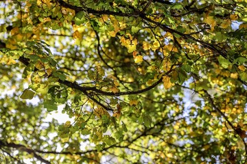 European Beech tree with colourful leaves in autumn