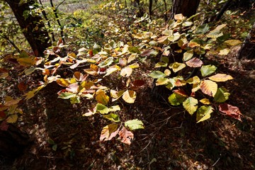 European Beech tree with colourful leaves in autumn