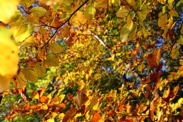 European Beech tree with colourful leaves in autumn