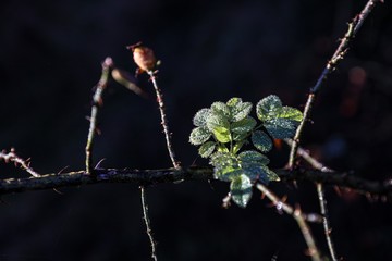 Wild rose hip in the forest with condensation water
