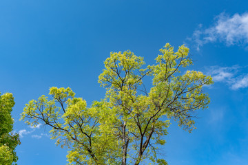 世界遺産麗江の風景