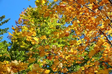 European Beech tree with colourful leaves in autumn