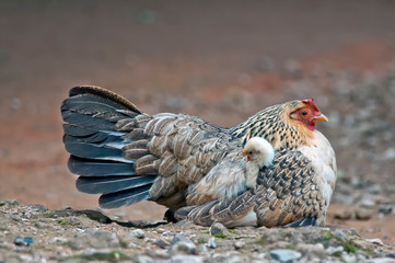 Beautiful chicken in the north of Thailand