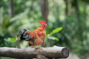 Beautiful chicken in the north of Thailand
