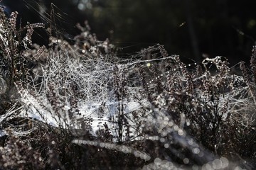 Spider web in the grass covered by condensation water