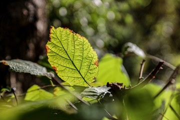 Green Haselnut leave