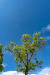 世界遺産麗江の風景