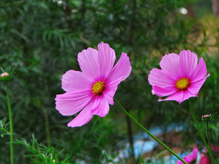 Obraz premium Beautiful pink daisies in green background