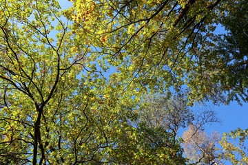European Beech tree with colourful leaves in autumn