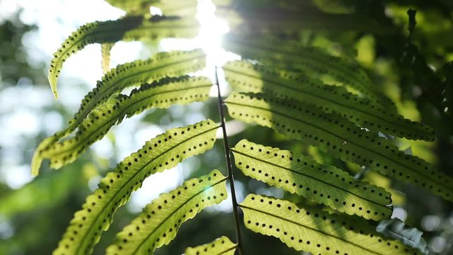 Tracking shot of sun glimmering through fern leaves with full of spores in slow motion. Nature and greenery concepts.