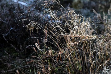 Spider web in the grass covered by condensation water