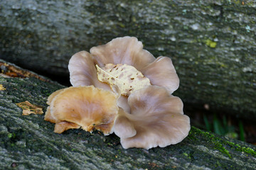 Ein Baumstamm im Wald mit vielen nicht essbaren Pilzen -   A tree trunk in the forest with many...