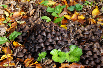 eine Ansammlung von kleinen braunen Pilzen im herbstlichen Wald -  a collection of small brown mushrooms in the autumn forest
