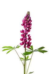 pink lupine isolated on a white background