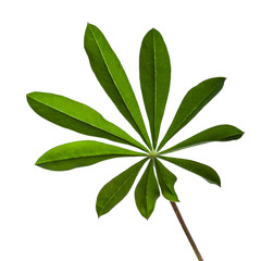 lupine leaf isolated on a white background