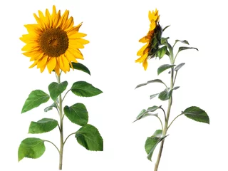 Foto auf Alu-Dibond two sunflower isolated on a white background © zadveri