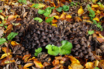 Ansammlung von einer Pilzgruppe mit dunkelbraunen Pilzen im herbstlichen Wald  - Collection of a mushroom group with dark brown mushrooms in the autumnal forest