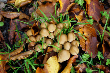 kleine Ansammlung von hellbraunen Pilzen im Wald - small collection of light brown mushrooms in the forest