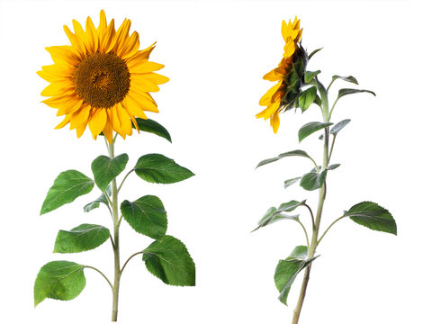 two sunflower isolated on a white background