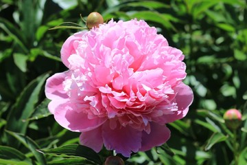 Fototapeta premium pink flower in the garden