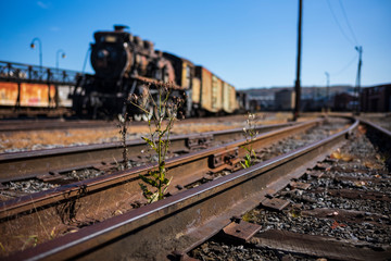 Vintage train cars and locomotives, covered in rust and are in disrepair, rest on tracks in...