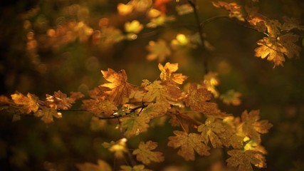 Magic autumn forest, yellow brown leaves on the branch, maple tree with sunlight, autumnal nature background.