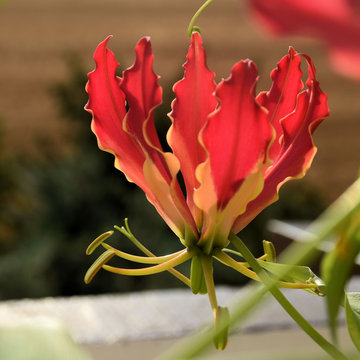 Gloriosa