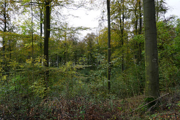 Der Wald im Selter im Herbst -  The forest in the selter in autumn