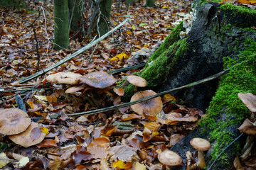 Naklejka na ściany i meble Pilze an einem Baumstamm im herbstlichen Wald - Mushrooms on a tree trunk in autumn forest