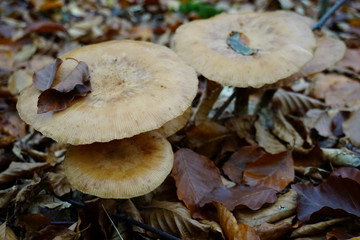 große hellbraune Pilze im herbstlichen Wald