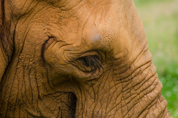 Obraz premium Elefantes africanos el el parque de Cabarceno, en Cantabria (España)