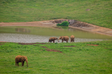Elefantes africanos el el parque de Cabarceno, en Cantabria (España)