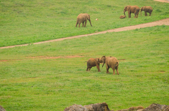 Elefantes africanos el el parque de Cabarceno, en Cantabria (Espa&ntilde;a)