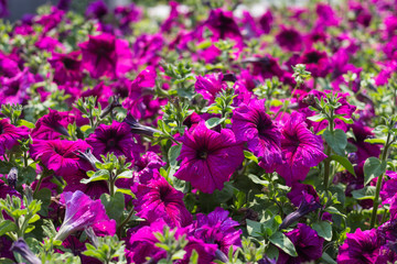 Fototapeta premium colorful petunia in park, soft focus
